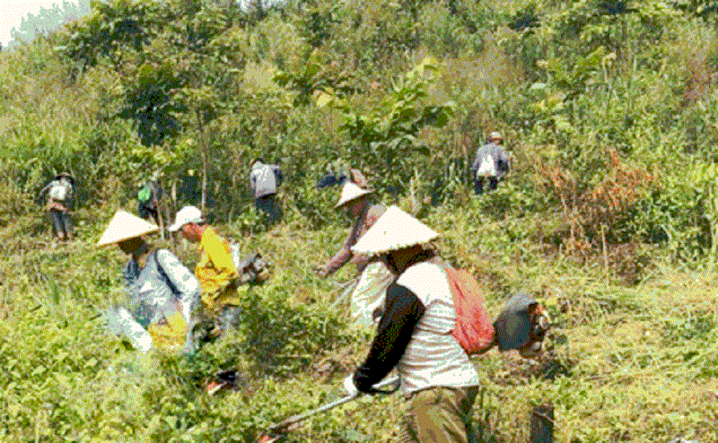 Dân sinh - Tp.Đà Nẵng: Xem xét mở rộng lối đi vào rừng cho người sản xuất