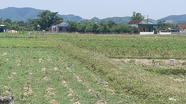 Tin nhanh - Cụ ông bị sét đánh tử vong khi đang thu hoạch lạc ngoài ruộng