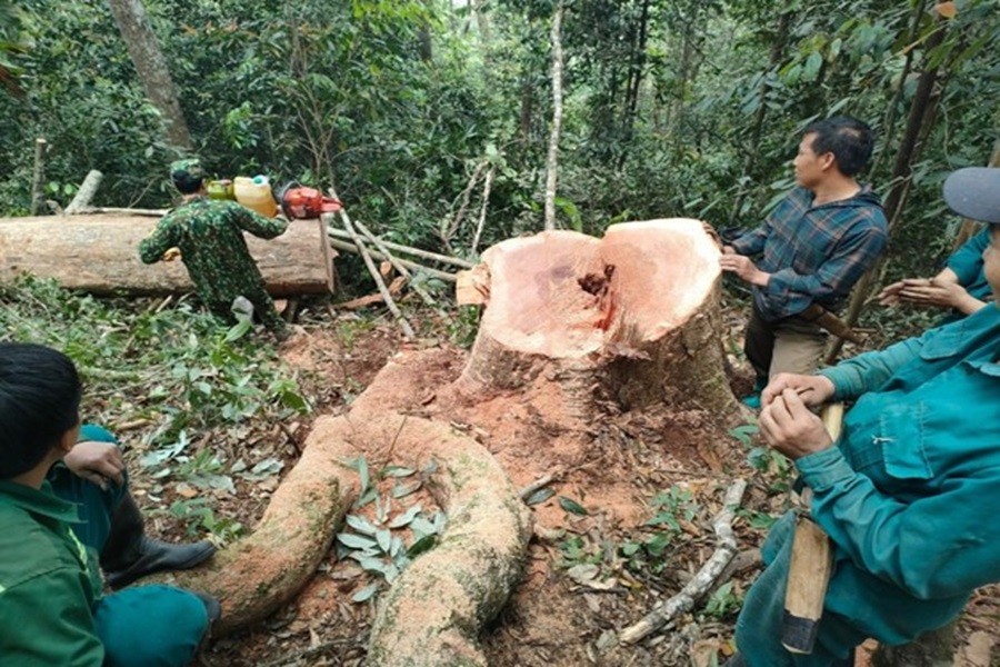 Thanh Hoá: Bắt quả tang 5 đối tượng khai thác gỗ trái phép