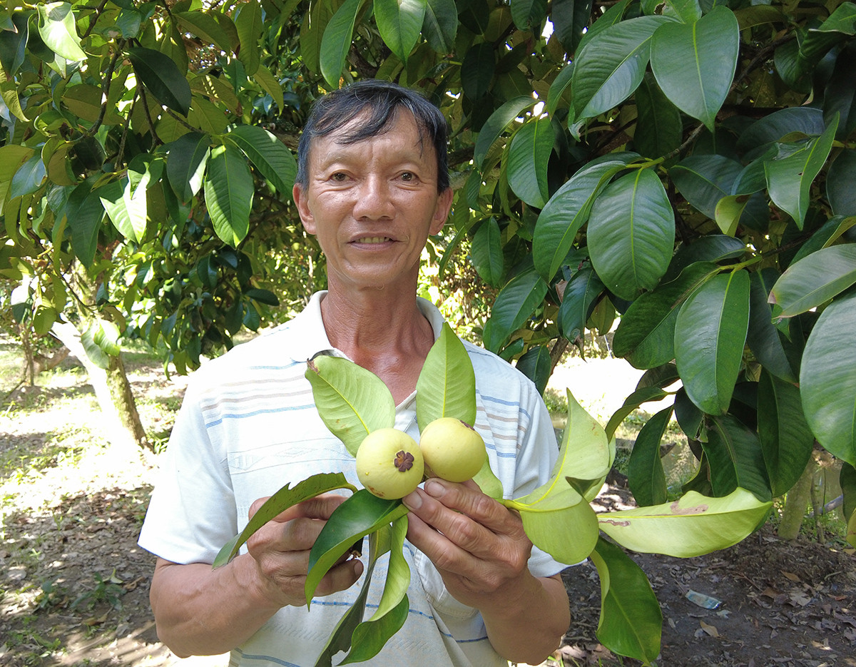 Đời sống - Anh nông dân đút túi tiền tỷ mỗi năm nhờ trồng cây “ngọt ngào như dòng sữa mẹ”