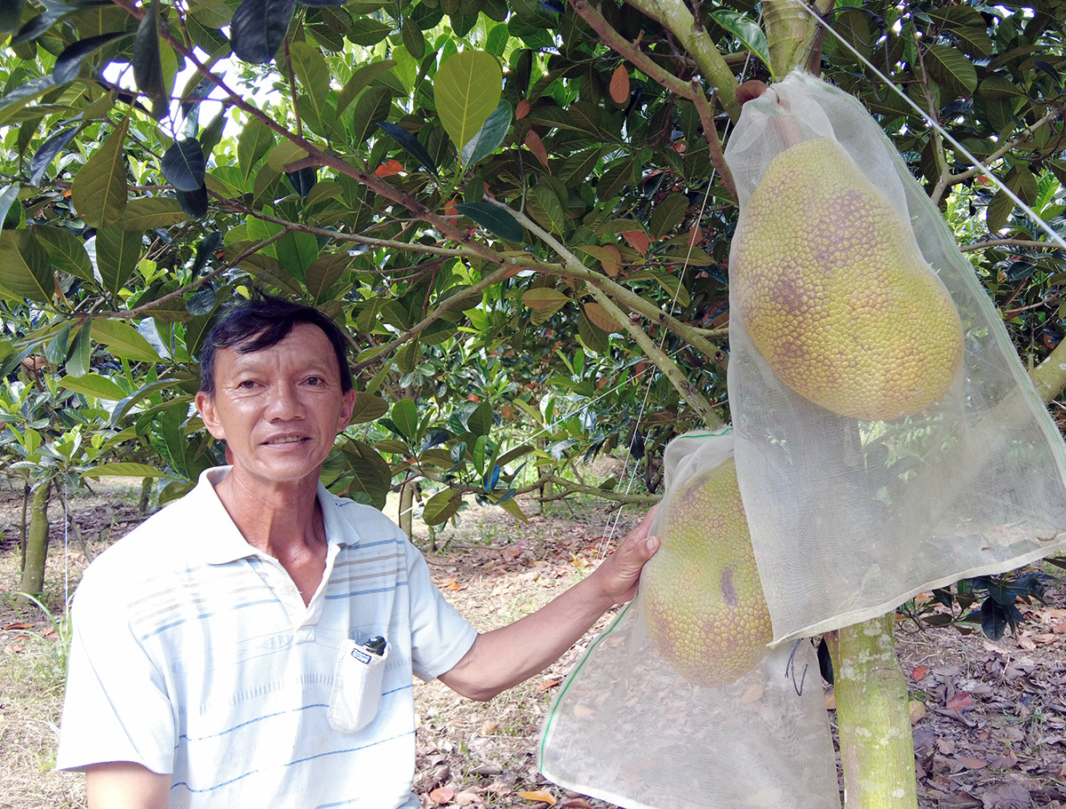 Đời sống - Anh nông dân đút túi tiền tỷ mỗi năm nhờ trồng cây “ngọt ngào như dòng sữa mẹ” (Hình 7).