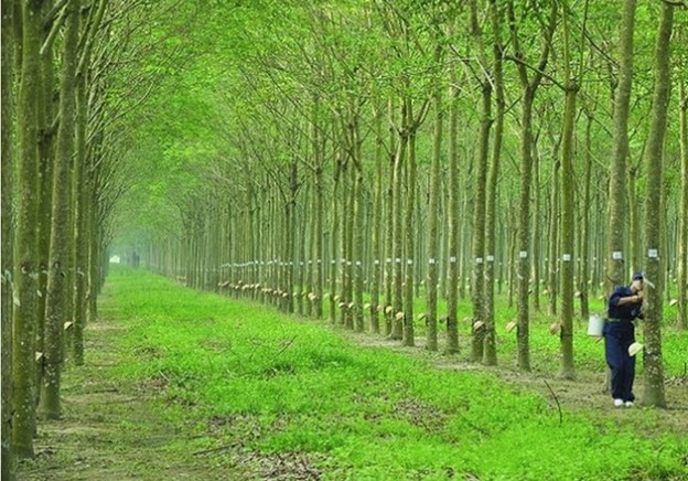 Tiêu dùng & Dư luận - Giá nông sản hôm nay 25/5: Cao su tăng liên tiếp, hành lá được mùa, măng cụt Lái Thiêu giá cao (Hình 4).