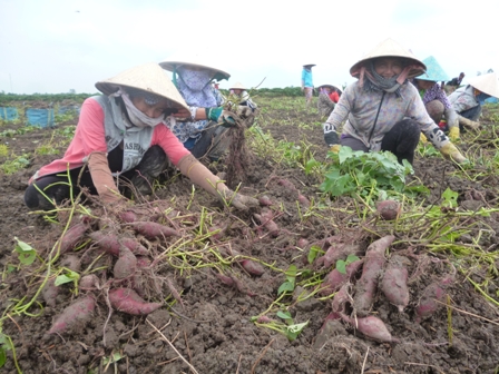 Tiêu dùng & Dư luận - Giá nông sản hôm nay 31/5: Khoai lang tăng gấp đôi, dừa tăng gấp ba, sen đầu mùa đắt hàng (Hình 4).