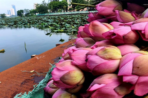 Tiêu dùng & Dư luận - Giá nông sản hôm nay 31/5: Khoai lang tăng gấp đôi, dừa tăng gấp ba, sen đầu mùa đắt hàng (Hình 3).