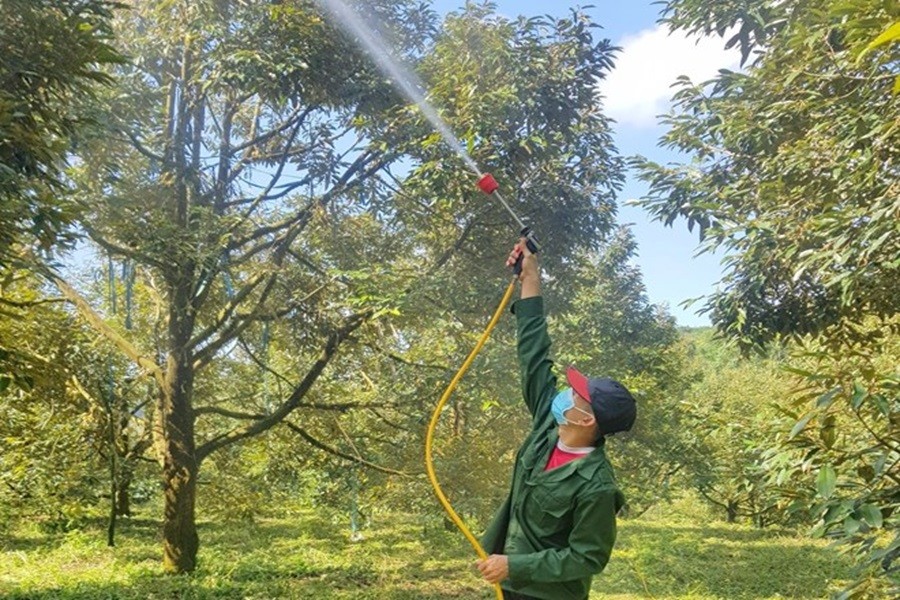 Nông dân thu tiền tỷ nhờ 