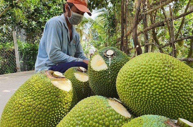 Tiêu dùng & Dư luận - Giá nông sản 13/6: Cà phê đồng loạt tăng, ớt sừng được giá, khoai môn giảm (Hình 7).