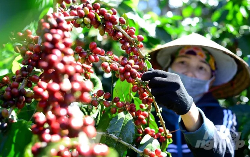 Tiêu dùng & Dư luận - Giá nông sản 3/7: Hồ tiêu tiếp đà tăng, cao su biến động trái chiều