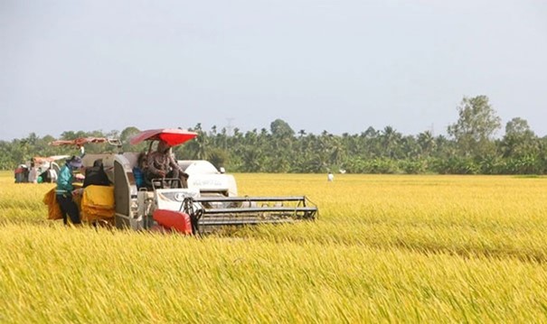 Tiêu dùng & Dư luận - Giá nông sản 3/7: Hồ tiêu tiếp đà tăng, cao su biến động trái chiều (Hình 4).