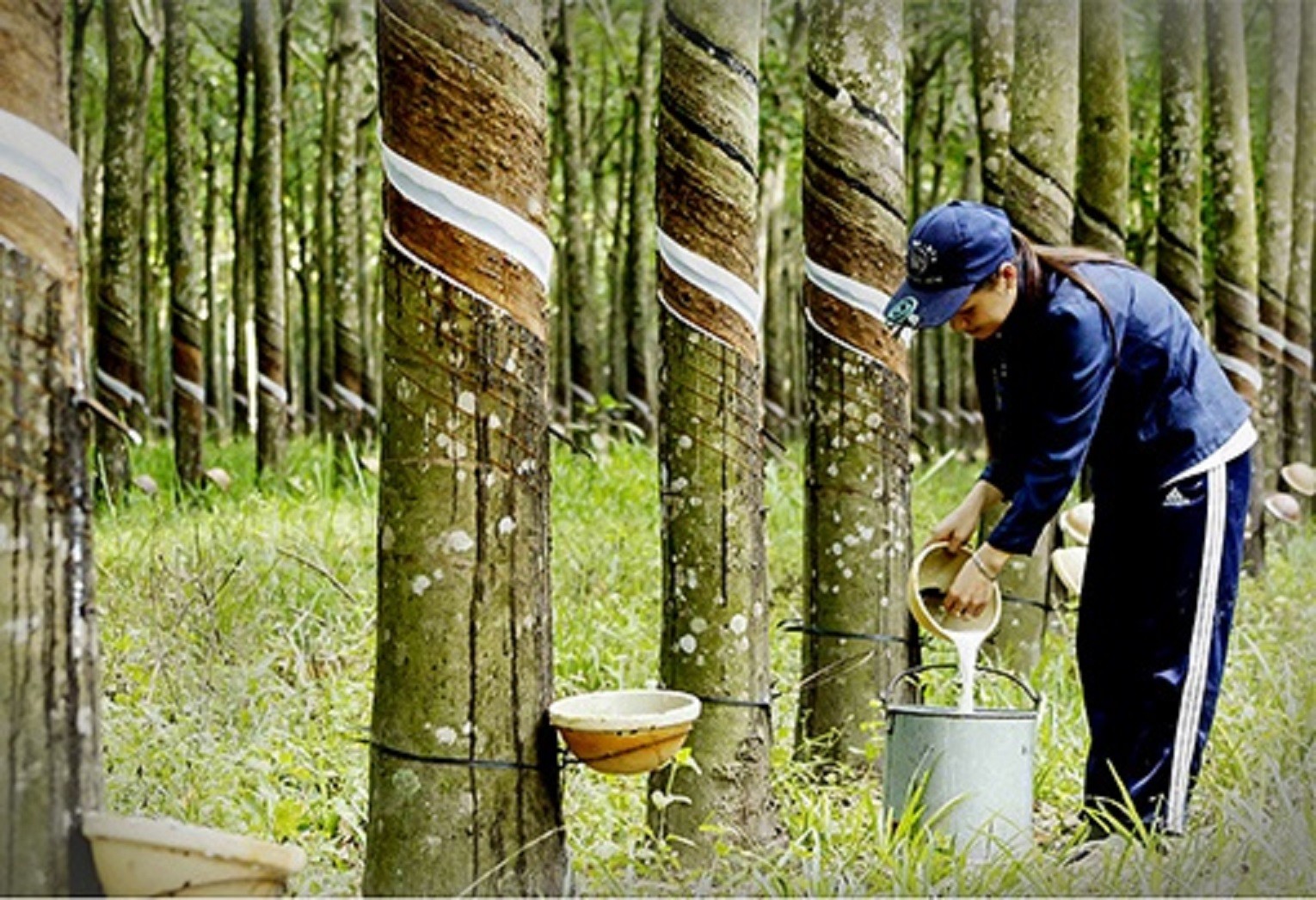 Tiêu dùng & Dư luận - Giá nông sản 3/7: Hồ tiêu tiếp đà tăng, cao su biến động trái chiều (Hình 3).