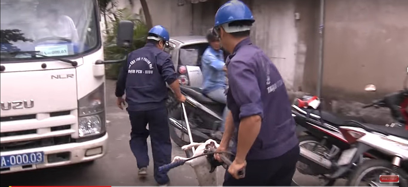 Đa chiều - Chủ trương bắt chó thả rông: Đúng nhưng đừng dùng cách làm phản cảm