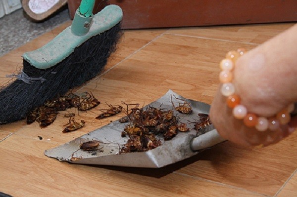 Gia đình - 5 mẹo diệt gián tuy đơn giản nhưng hiệu quả bất ngờ