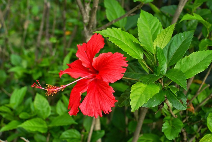 Đời sống - Loại rau chỉ trồng ở bờ rào nay 'lên đời' thành rau đặc sản giá chát, vạn người săn lùng (Hình 3).