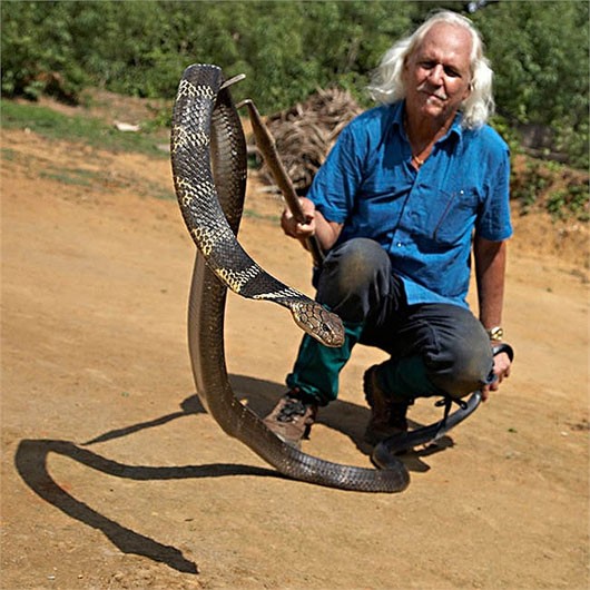 Vida - Revelando la verdad sobre la tierra de las cobras reales gigantes como en las películas de terror (Figura 3).