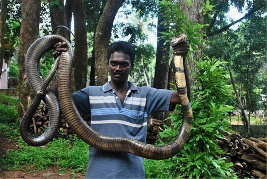 Vida: revelando la verdad sobre la tierra de las cobras reales gigantes como en las películas de terror (Figura 2).