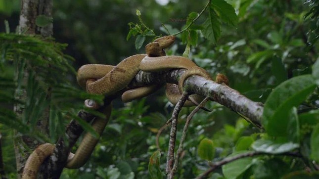 Đời sống - Hé lộ bí ẩn đáng sợ về đảo Rắn ở Brazil nơi con người “không dám bén mảng” đến (Hình 4).