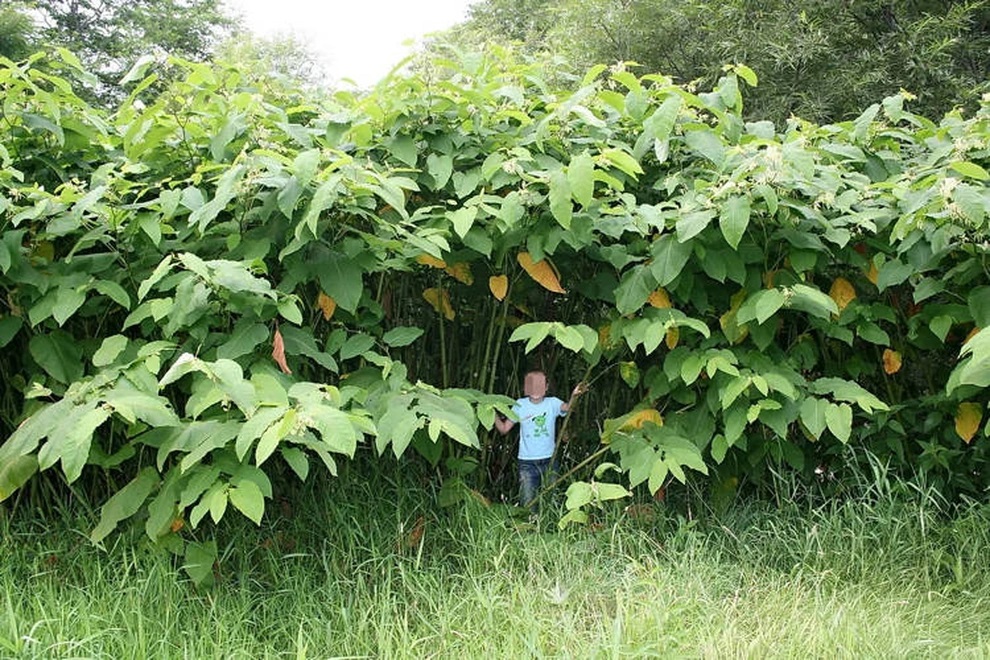 Đời sống - Kỳ lạ hòn đảo nơi các loài cây đều cao gấp 5 lần bình thường (Hình 3).