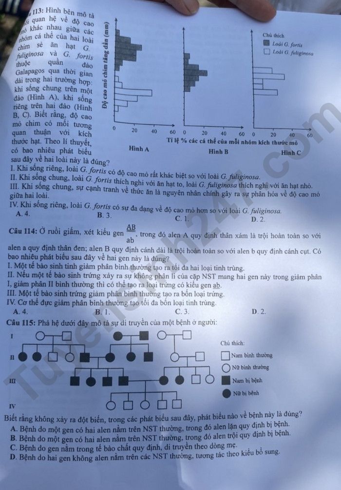 Giáo dục - Đáp án đề thi môn Sinh học kỳ thi tốt nghiệp THPT năm 2023 mã đề 206 (Hình 4).