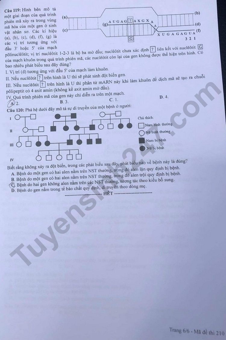 Giáo dục - Đáp án đề thi môn Sinh học kỳ thi tốt nghiệp THPT năm 2023 mã đề 210 (Hình 6).