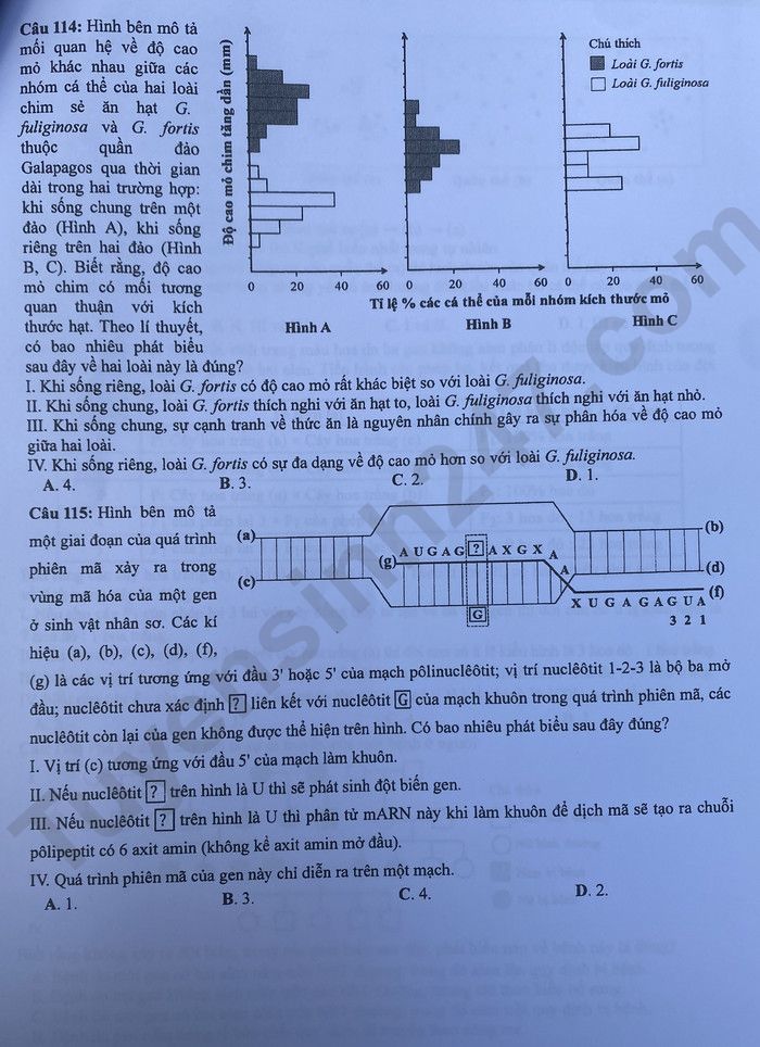 Giáo dục - Đáp án đề thi môn Sinh học kỳ thi tốt nghiệp THPT năm 2023 mã đề 222 (Hình 4).