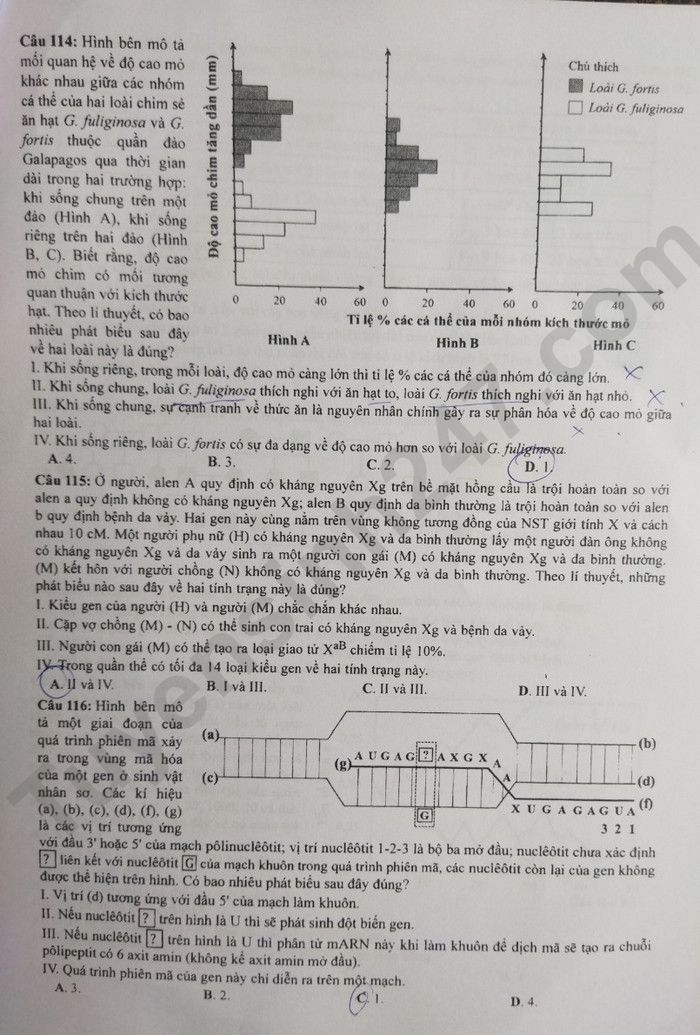 Giáo dục - Đáp án đề thi môn Sinh học kỳ thi tốt nghiệp THPT năm 2023 mã đề 221 (Hình 4).