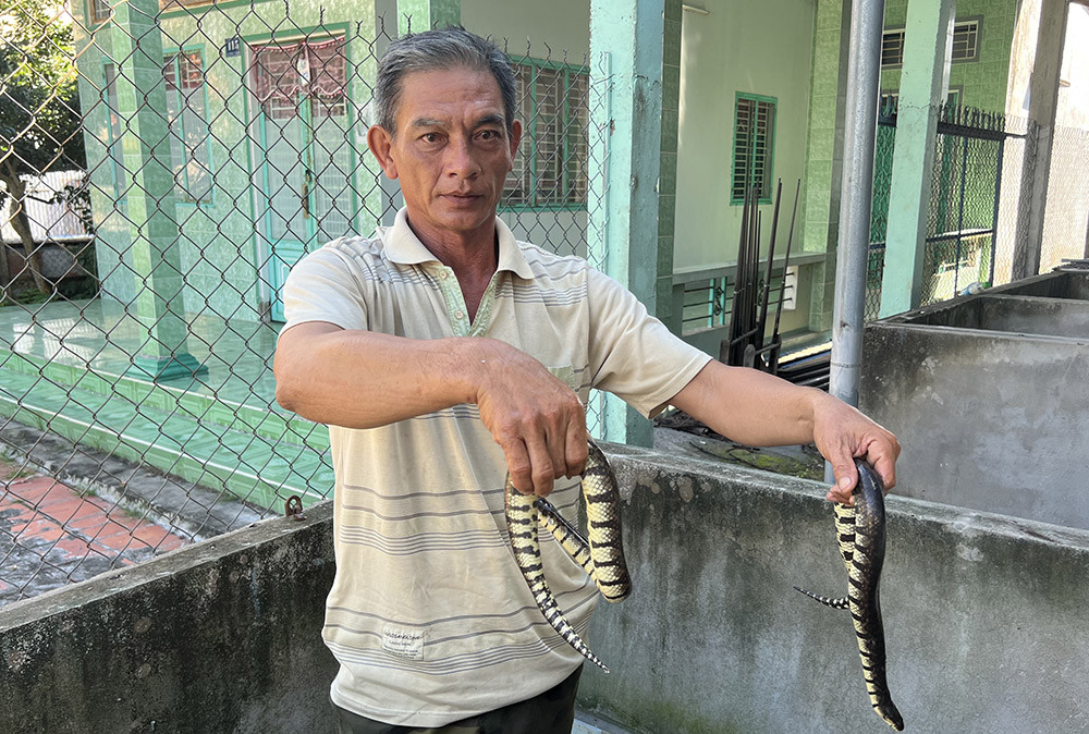 Đời sống - Lão nông thu lãi “khủng” nhờ nuôi loại rắn nhìn đáng sợ nhưng “dễ tính hơn gà”