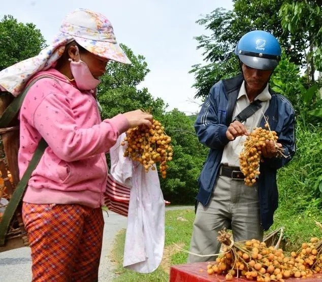 Đời sống - Loại quả tuổi thơ của 8X trước không ai ngó nay dân phố thích mê, 70.000đồng/kg còn không có để mua (Hình 2).