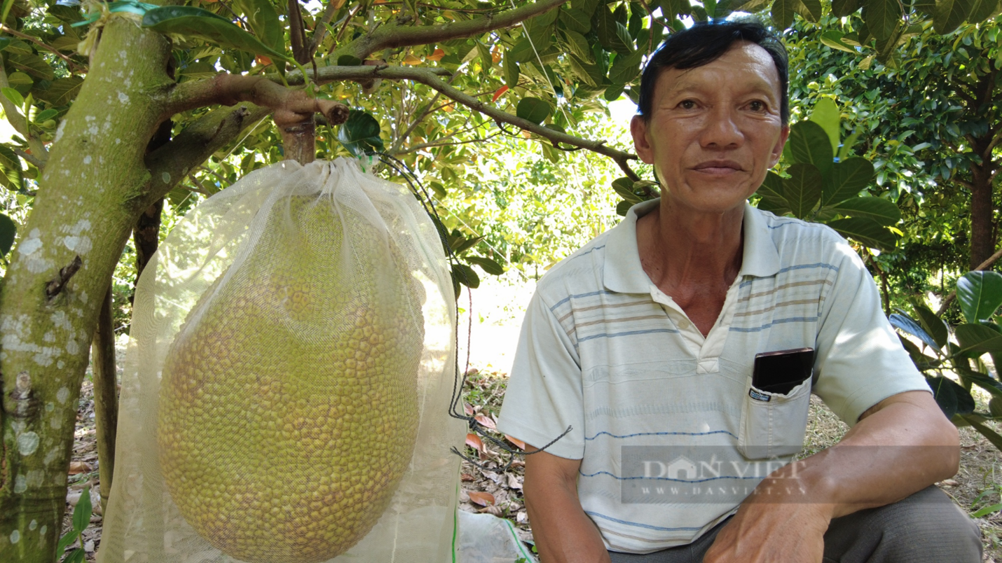 Đời sống - Anh nông dân đút túi tiền tỷ mỗi năm nhờ trồng cây “ngọt ngào như dòng sữa mẹ” (Hình 3).