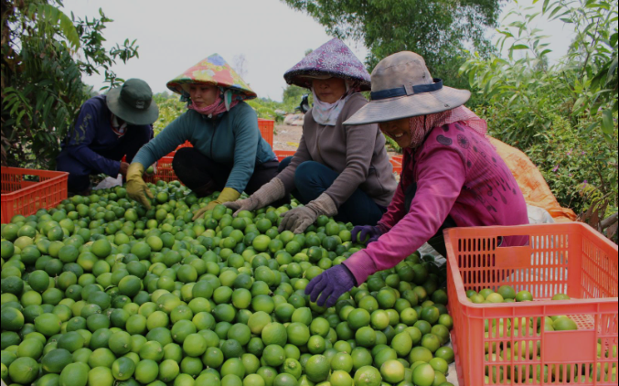 Tiêu dùng & Dư luận - Giá nông sản hôm nay 8/5: Chanh tại vườn giá cao, hồ tiêu biến động (Hình 3).