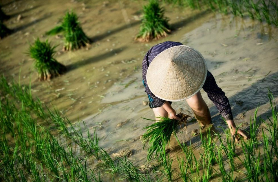 Tiêu dùng & Dư luận - Giá nông sản hôm nay 12/5: Hồ tiêu tăng nhẹ, lúa tươi được giá, diêm dân được mùa muối (Hình 4).