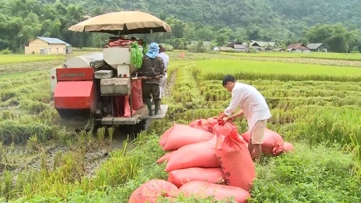 Tiêu dùng & Dư luận -  Giá nông sản hôm nay 13/5: Hồ tiêu khan hàng đẩy giá cao, cà phê duy trì ổn định, gạo bật tăng trở lại    (Hình 2).