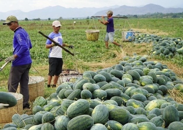 Tiêu dùng & Dư luận - Giá nông sản hôm nay 22/5: Ớt tăng nhẹ, cao su biến động trái chiều, thanh long Bình Thuận giá cao (Hình 3).