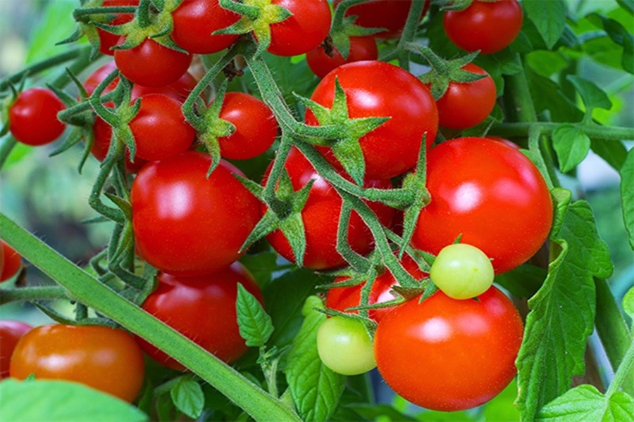 Tiêu dùng & Dư luận - Giá nông sản hôm nay 29/5: Vải thiều Việt Nam lên kệ siêu thị tại Pháp, cà chua tăng gấp đôi (Hình 3).