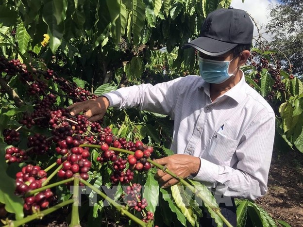 Tiêu dùng & Dư luận - Giá nông sản ngày 5/6: Hồ tiêu thiết lập đỉnh mới, gạo trong nước tăng nhẹ