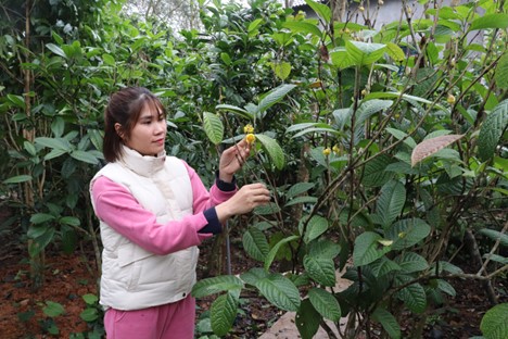 Đời sống - Loài cây xưa mọc trong rừng không ai hái, nay được nông dân trồng thu lãi hàng trăm triệu/năm