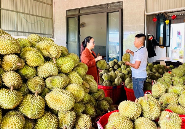 Đời sống - Trồng “trái nhà giàu” theo tiêu chuẩn VietGAP, anh nông dân thu lãi 2,4 tỷ đồng (Hình 3).