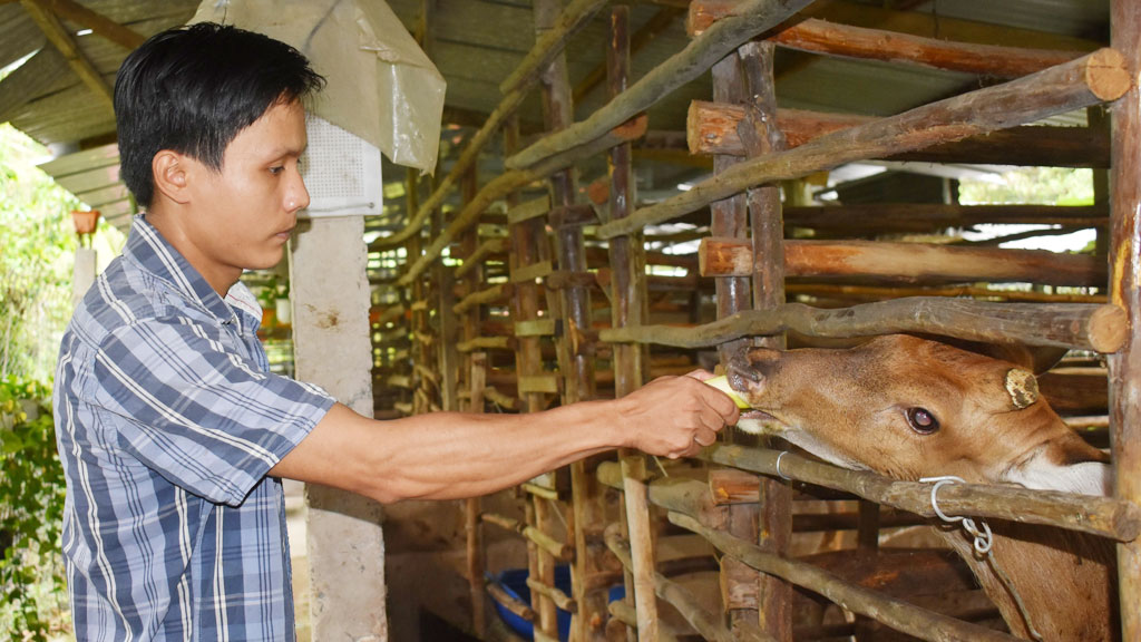 Đời sống - Nuôi loài vật quý để 'cưa sừng' lấy lộc, anh nông dân thu lãi nửa tỷ đồng  (Hình 2).