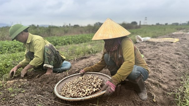 Tiêu dùng & Dư luận - Giá nông sản 28/6: Nho mẫu đơn giá cao; hành tăm được mùa, nông dân phấn khởi (Hình 3).