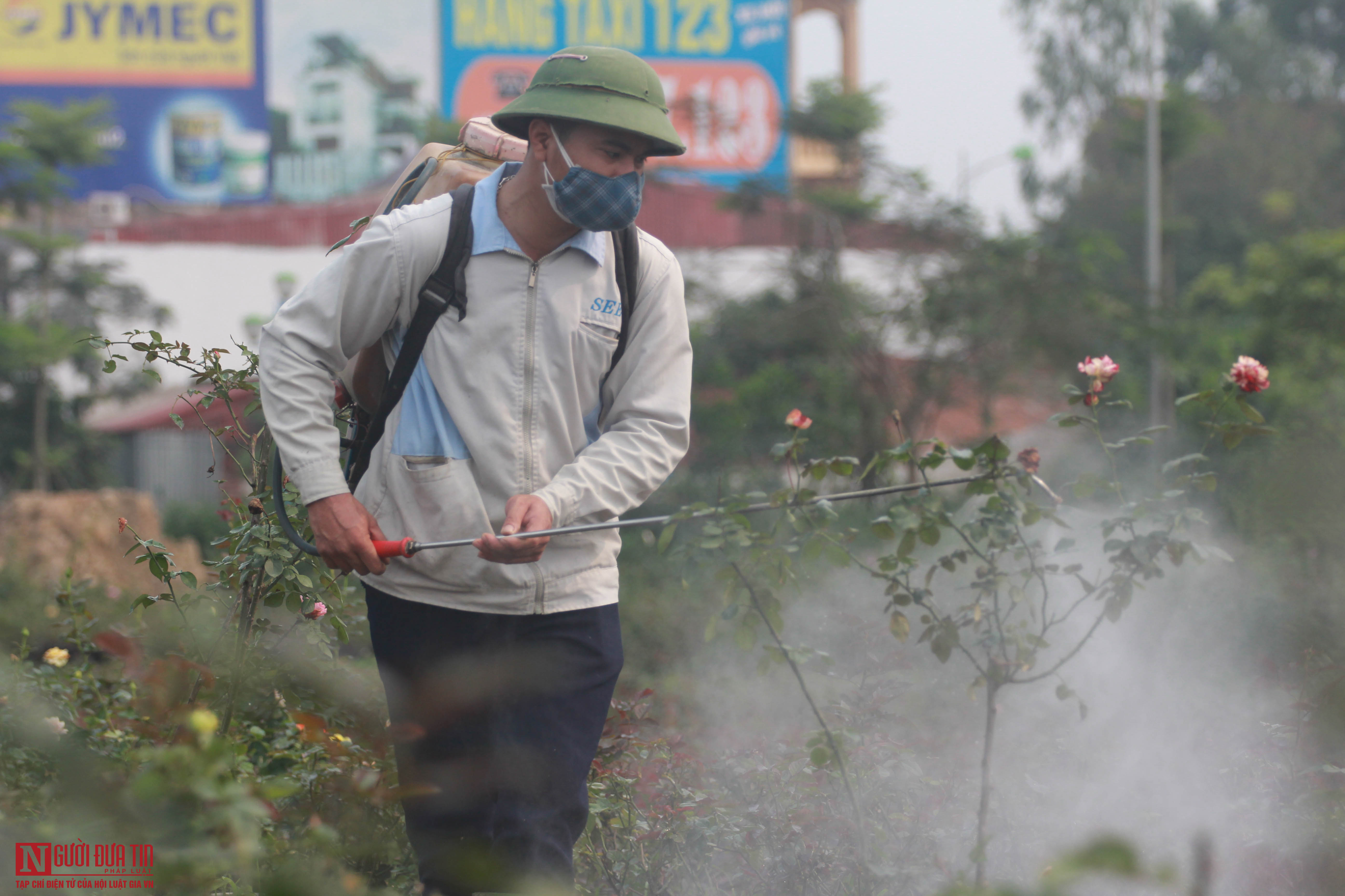 Tin nhanh - Dịch Covid-19 khiến 'hoa cười người khóc', nông dân nghẹn đắng ước 'giá mà hoa ăn được tôi cũng đem tích trữ'  (Hình 6).