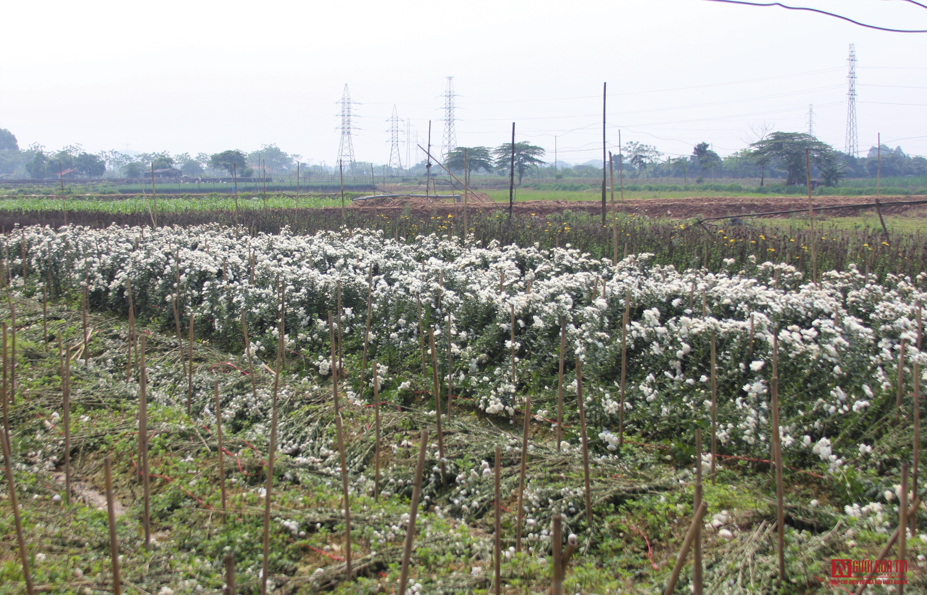 Dân sinh - Làng hoa điêu đứng do Covid-19