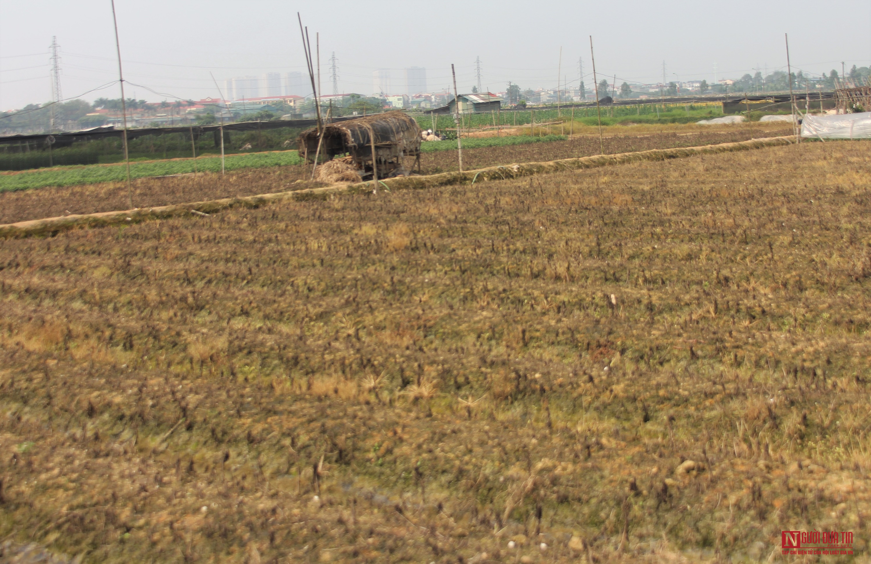 Dân sinh - Làng hoa điêu đứng do Covid-19 (Hình 4).