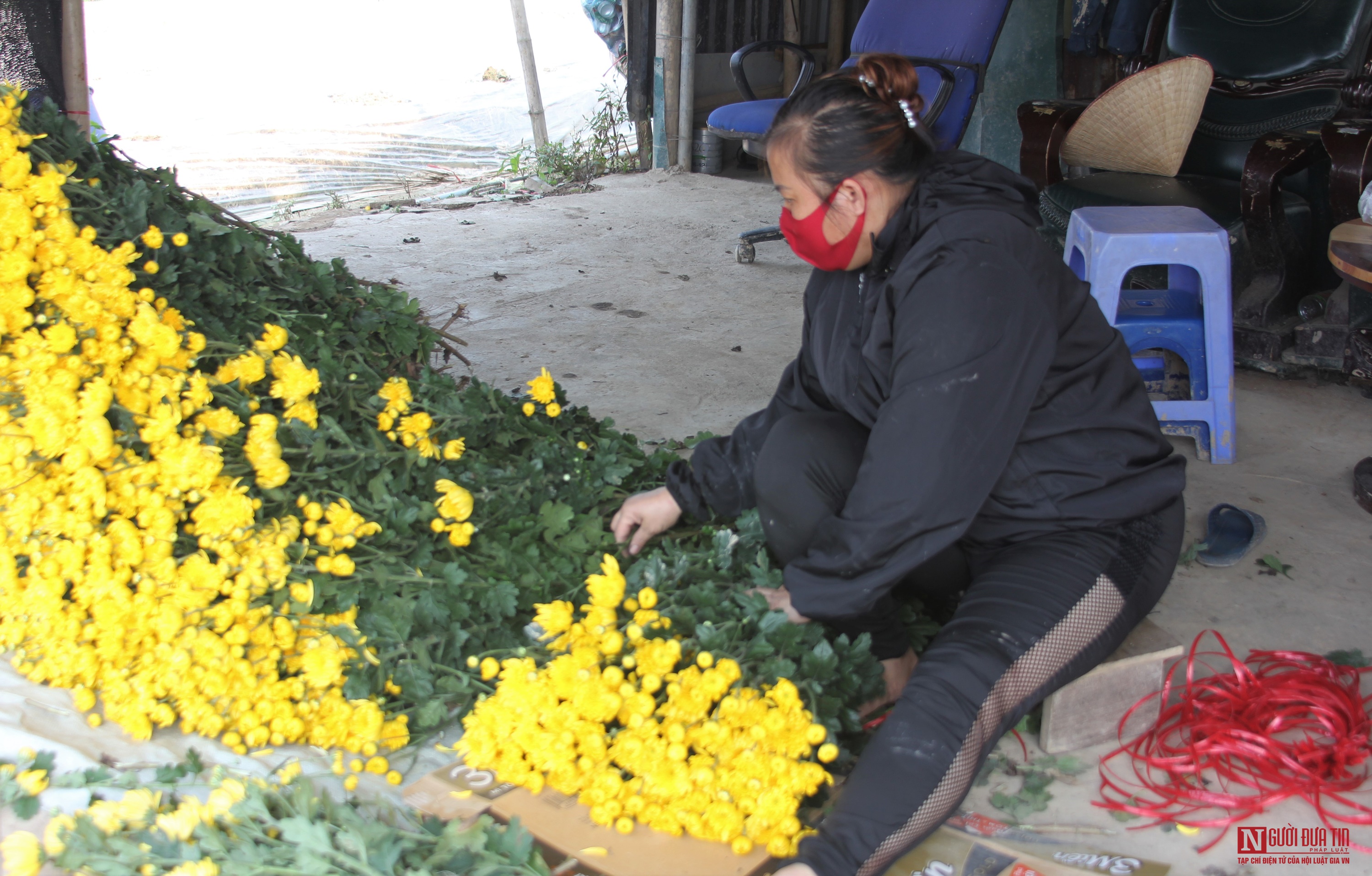 Dân sinh - Làng hoa điêu đứng do Covid-19 (Hình 9).