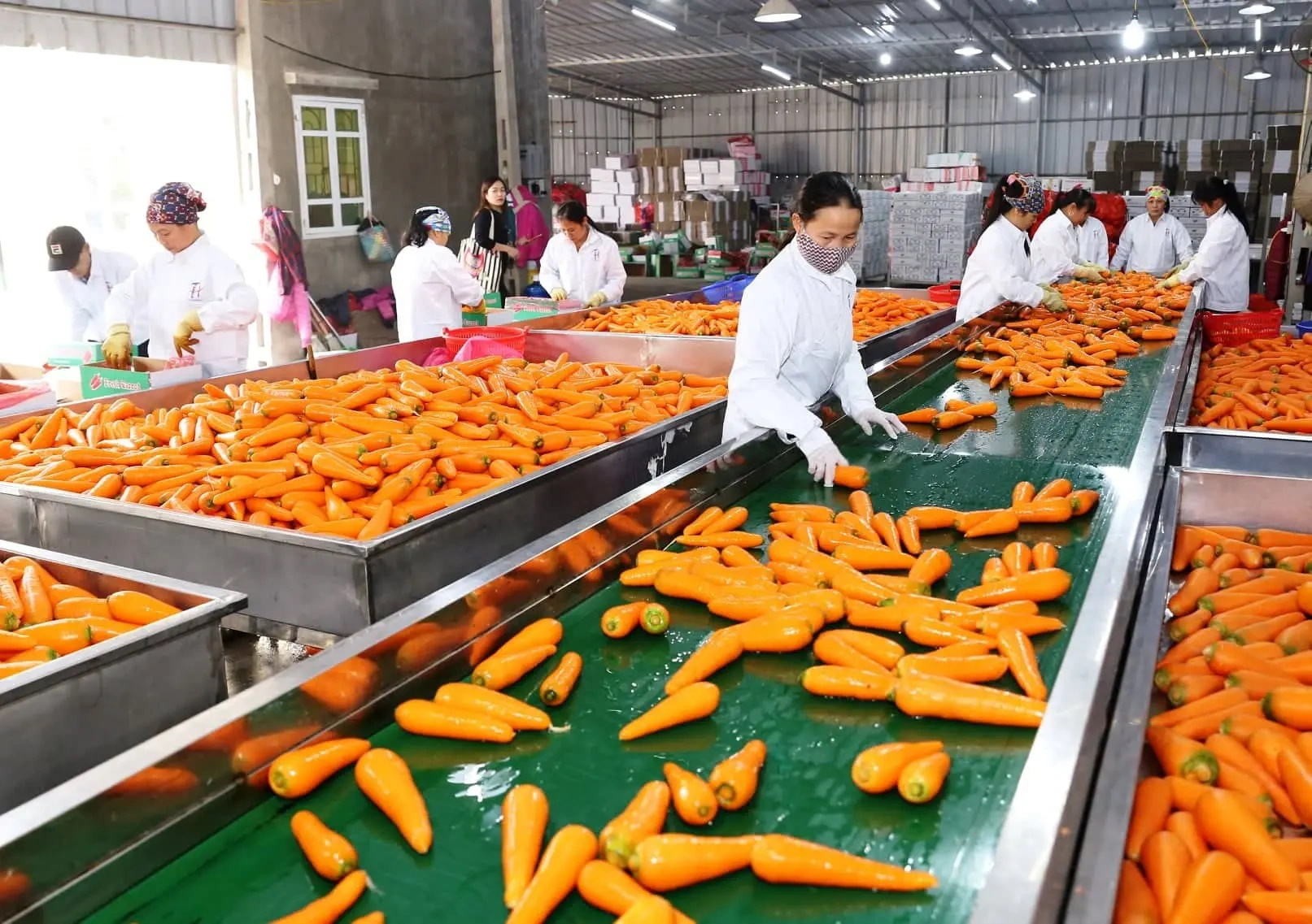 Kinh tế vĩ mô - Xuất khẩu nông sản, tránh phụ thuộc quá nhiều vào một thị trường (Hình 2).