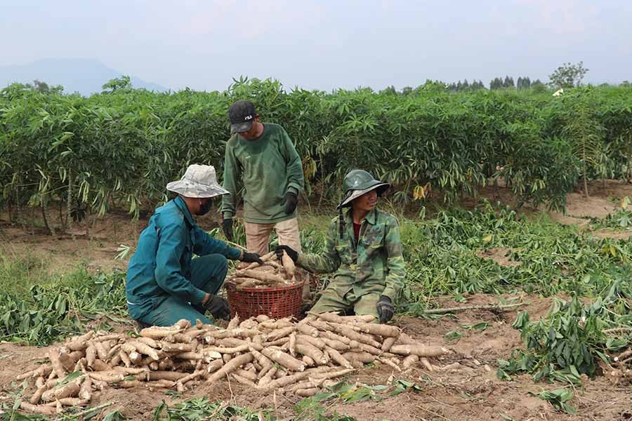 Đối thoại - Ngậm ngùi cây sắn (Hình 3).