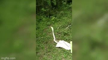 Đời sống - Clip: Bất ngờ phát hiện rắn hổ mang bạch tạng cực hiếm sau mưa lớn