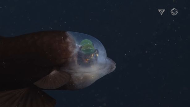 Video - Clip: Sinh vật biển sâu kỳ lạ với cái đầu trong suốt và đôi mắt xoay tròn (Hình 2).