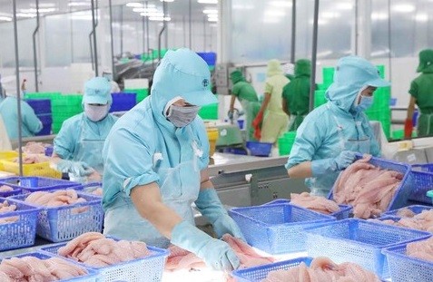 Kinh tế - Triển vọng tích cực cho xuất khẩu cá tra của Việt Nam sang Canada