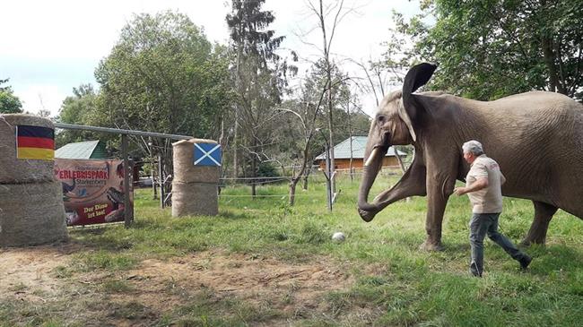 Thể thao - Mèo Cass và voi “tiên tri” dự đoán kết quả trận Đức và Scotland (Hình 2).