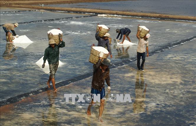 Tiêu dùng & Dư luận - Giá muối tăng cao, diêm dân vẫn lao đao