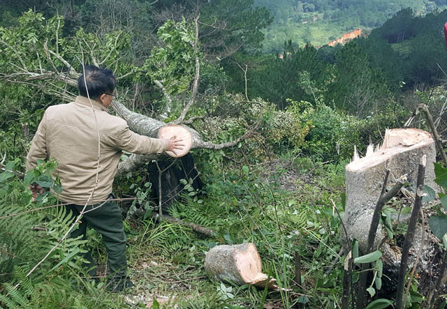 Hồ sơ điều tra - Triệu tập đối tượng thuê 11 người phá rừng phòng hộ tại thành phố Đà Lạt