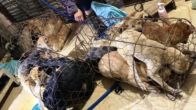 Hồ sơ điều tra - Khởi tố bà trùm xinh đẹp cùng 15 đối tượng mang súng điện đi trộm 100 tấn chó ở Thanh Hóa (Hình 3).